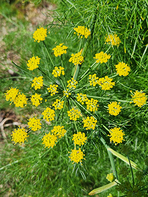 Fennel flowering